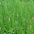 Habitusfoto Equisetum fluviatile